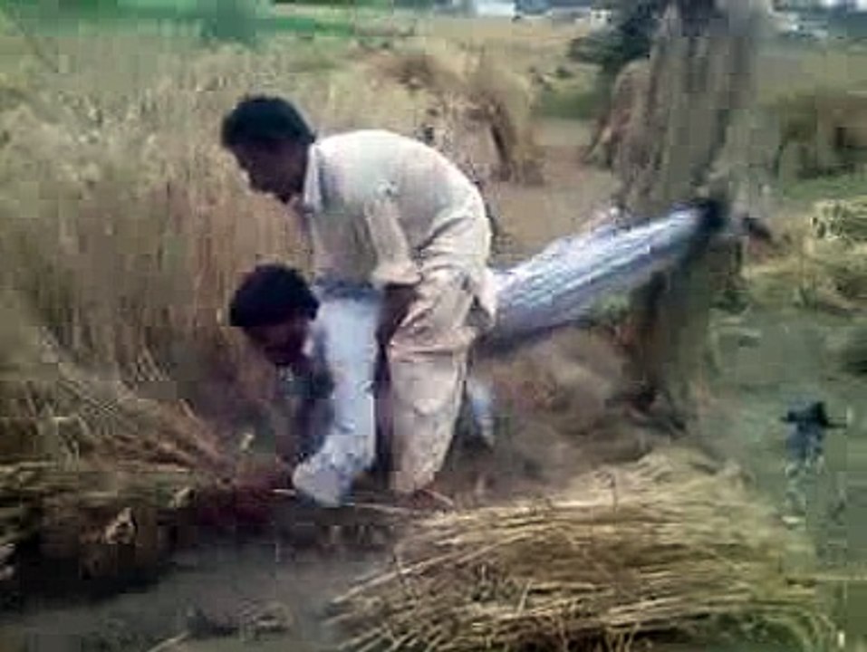Funny Harvesting Machine
