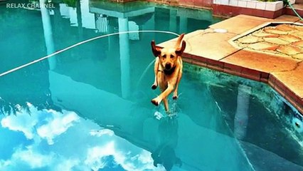 Amazing videos 2016 - 30 PHOTOS Taken at Right Moment 2016