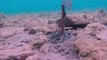 Il capture un ver sous marin de plusieurs mètres de long !