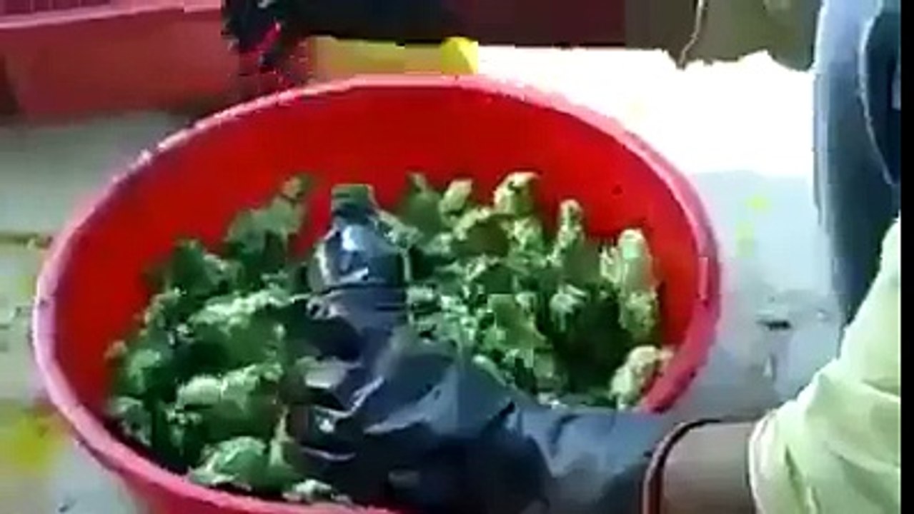 Beginilah Cara Pembuatan Anak Ayam Warna Warni