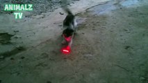 Little Funny Kitten vs Laser Pointer - Cats Playing with laser Dot