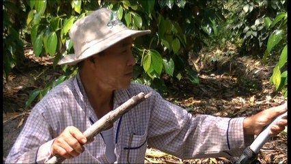 Mô hình trồng tiêu dưới tán tràm