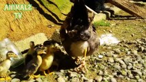 Cute Ducklings Adopted by a Hen - Sweet Animal Videos