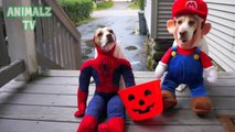 Funny Dogs and Cats Wearing Halloween Costumes Compilation 2015