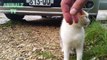Cute Cat Asks To be Petted - Cute and Funny Animal Pets