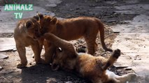 A few Weeks Old Lion Cubs Playing Like Kitties - Cute Big Cats
