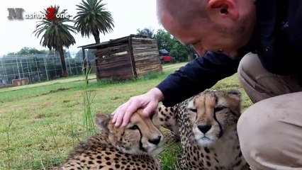 Tiger, Lion And Cheetah Cuddling With Humans - A Big Cats Compilation 2016