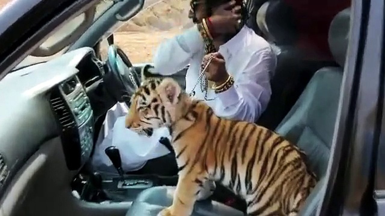 zafar supari tiger
