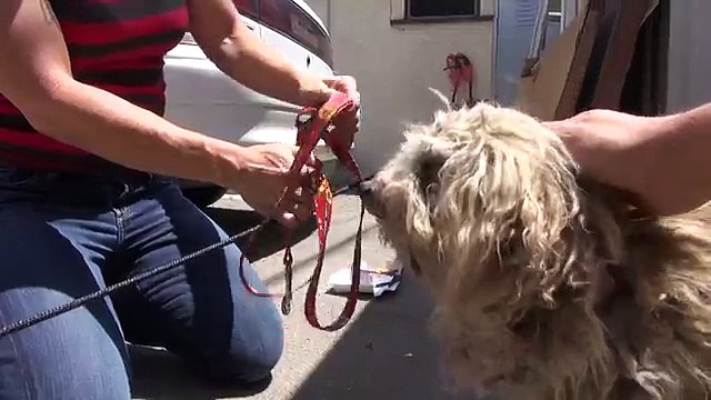 Il suo padrone è morto e quello che gli è accaduto dopo è davvero commovente!