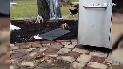 Forcée à s'accoupler et battue quand elle gémissait, le traumatisme de cette chienne laisse encore des marques aujourd'h