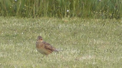 L'ancien Aéroport de Saint Brieuc 16 mai 2016