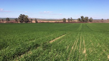 Jack du Domaine de Fayet au galop - Andalousie 2016