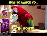 Différentes danses présentées avec des oiseaux !
