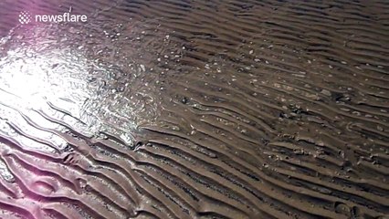 'Water snakes' crawling along a sandy beach