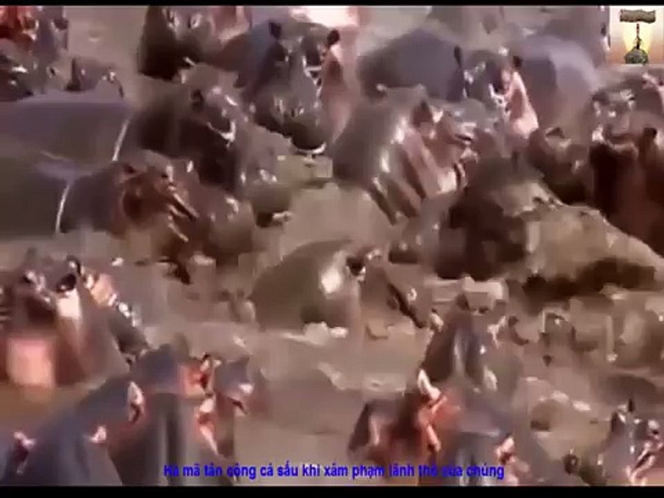 Pha tấn công kinh hoàng của Hà mã loài vật hiền lành và cũng loài hung dữ nhất