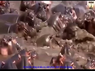 Pha tấn công kinh hoàng của Hà mã loài vật hiền lành và cũng loài hung dữ nhất