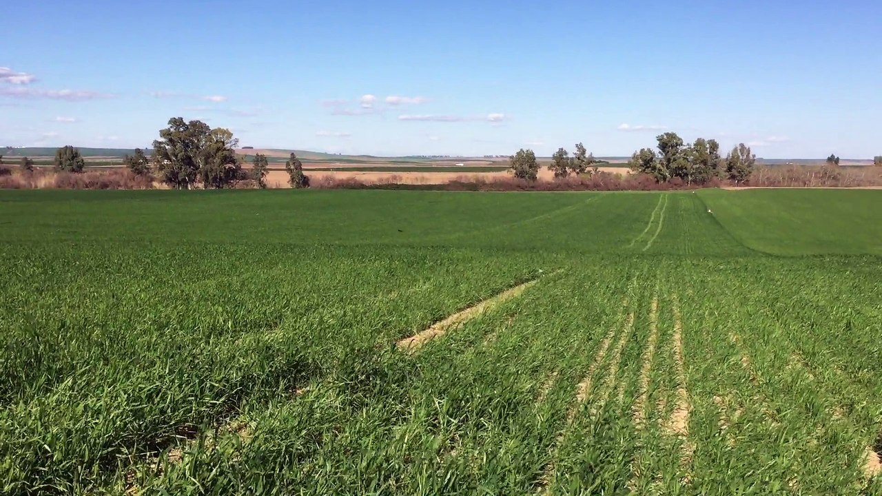 Jack du Domaine de Fayet à l'entrainement sur Perdreaux en Andalousie 2016