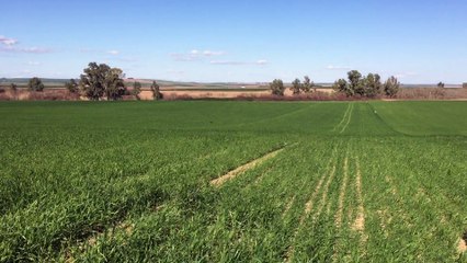 Jack du Domaine de Fayet à l'entrainement sur Perdreaux en Andalousie 2016