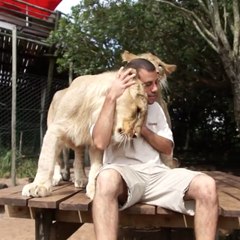 Un hombre jugando con dos leones