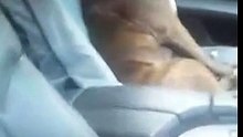 Ce boxer attend son maître chez le vétérinaire, quand il arrive sa réaction est magique ! 2