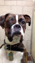 Ce boxer attend son maître chez le vétérinaire, quand il arrive sa réaction est magique !  1
