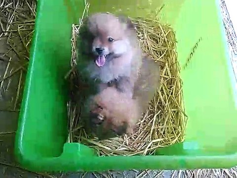 Chiots spitz nés le 30 Mars