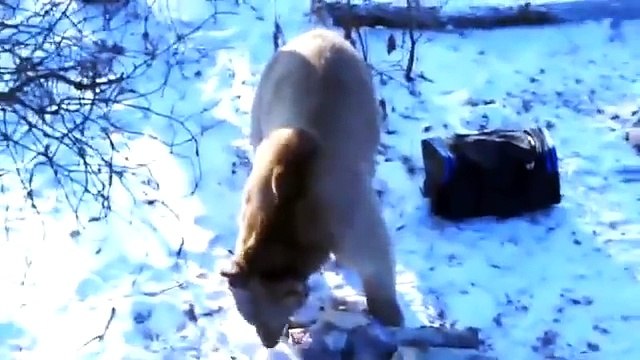 In Soviet Russia, bear hunts you! (funny)