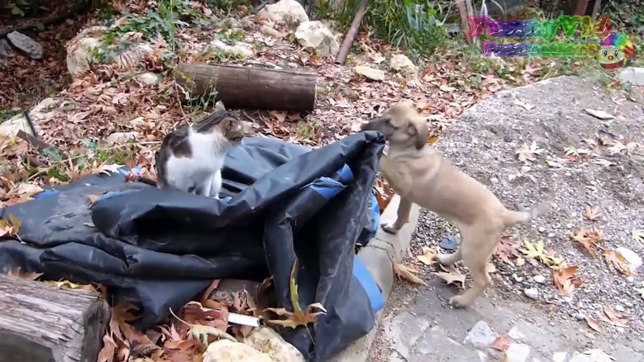 Kittens Meet Puppies For The First Time Try Not to Laugh! - Cats Meeting Dogs, Funny Kitty Cats