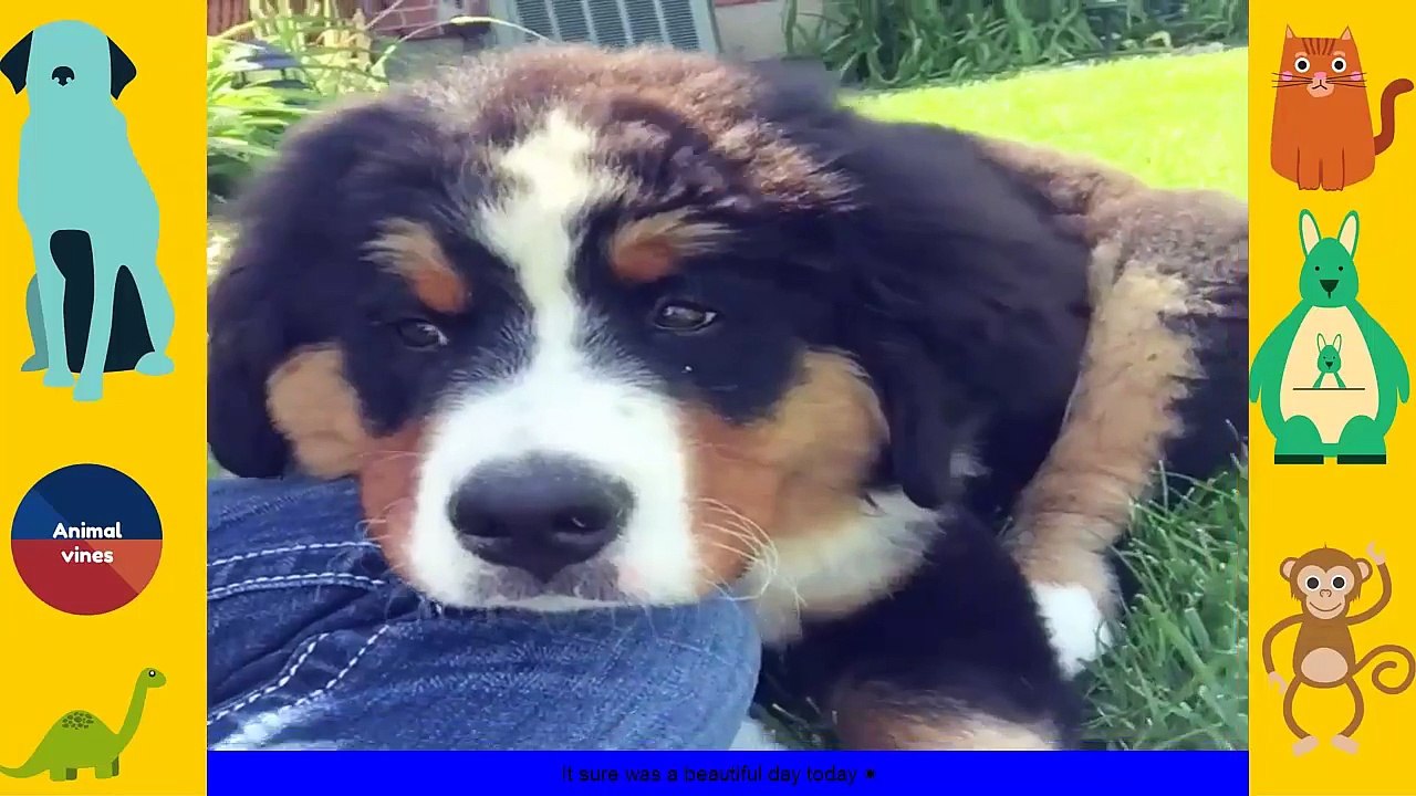 All of Animals Fun ✔✔ Funny Animal Compilation ✔✔