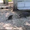 Um gato destemido defende um menino de DOIS crocodilos