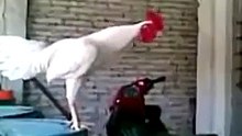 Un coq s’apprête à chanter à l’aube, le cri qu’il pousse va vous faire bien rire !