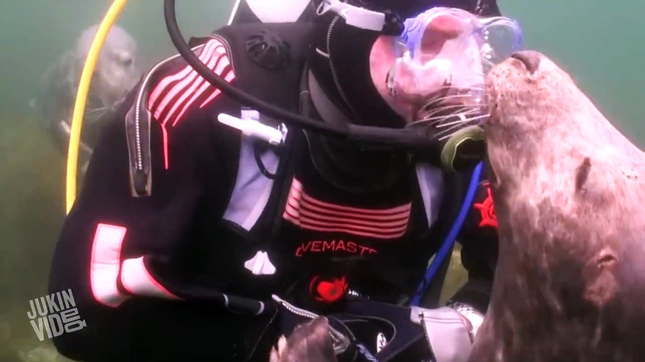 Scuba Diver Plays With Seal Underwater