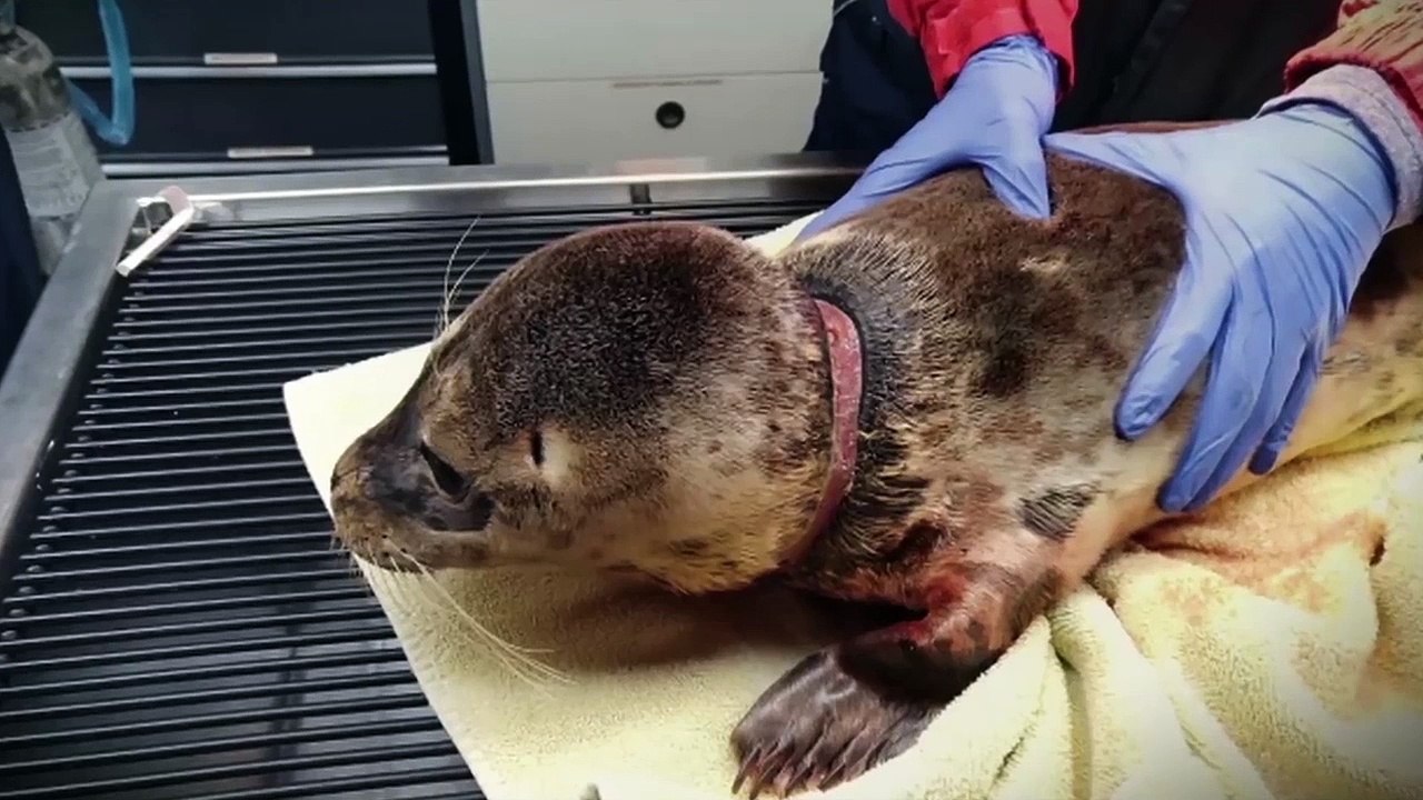 Ce nouvel emballage 100% biodégradable et comestible va permettre de préserver la faune marine