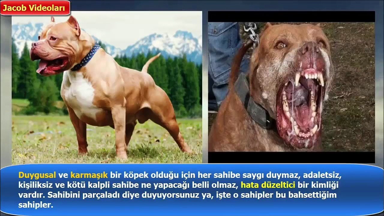 PİTBULL vs WİLD WOLF About Facts !!! ►► Pitbull Kurt Boğabilir mi ►► Pitbull Kurt Dövüşü