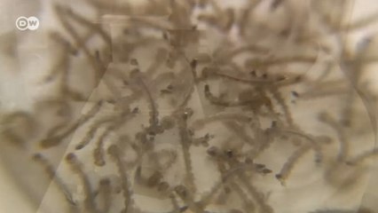 Zika virüsü Afrika'da