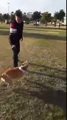 Pitbull - Sahibi İle İmtihanı