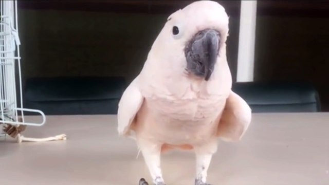 Ce perroquet fait quelque chose d’insolite face à la caméra ! Regardez, vous allez adorer !