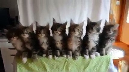 Wah g wah kia Cats hain ...