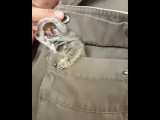 4-Month Old Bush Baby Emerges From Jacket Pocket