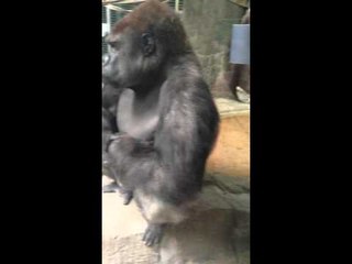 Download Video: Angry Gorilla Bangs on Glass, Moons Crowd at Zoo