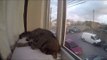 Cute Cat Has a Nap in Timelapse Video