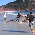 Algumas pessoas tentam salvar golfinhos