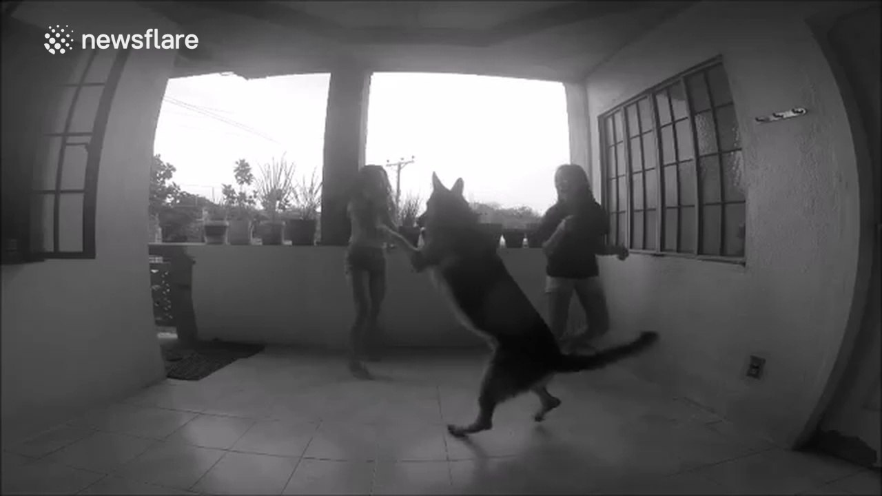 Dog 'attacks' teenagers in funny dancing fail