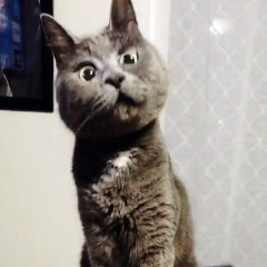 Ce chat a une expression très drôle, on dirait qu’il est tout le temps surpris !