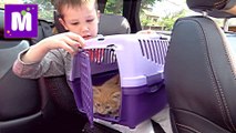 Кошечка Мурка Макс с Катей ведут котёнка к ветеринару в клинику для животных ВЛОГ Cat in Animal Clinic Mister Max