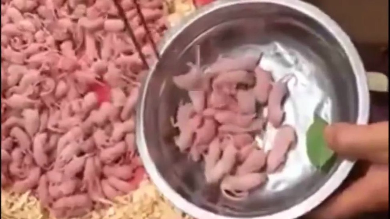 Un homme mange des souriceaux vivants