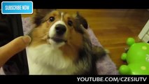 Funny Dogs Compilation - Śmieszne Psy Pieski 2016
