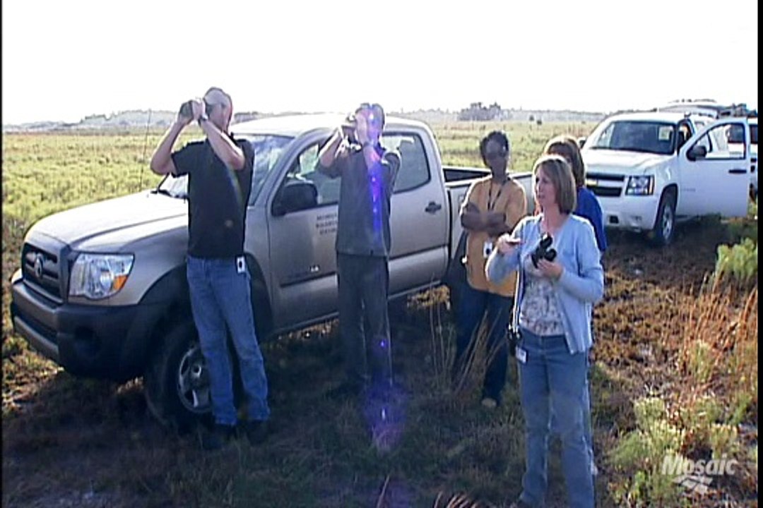 Mosaic Owl Translocation