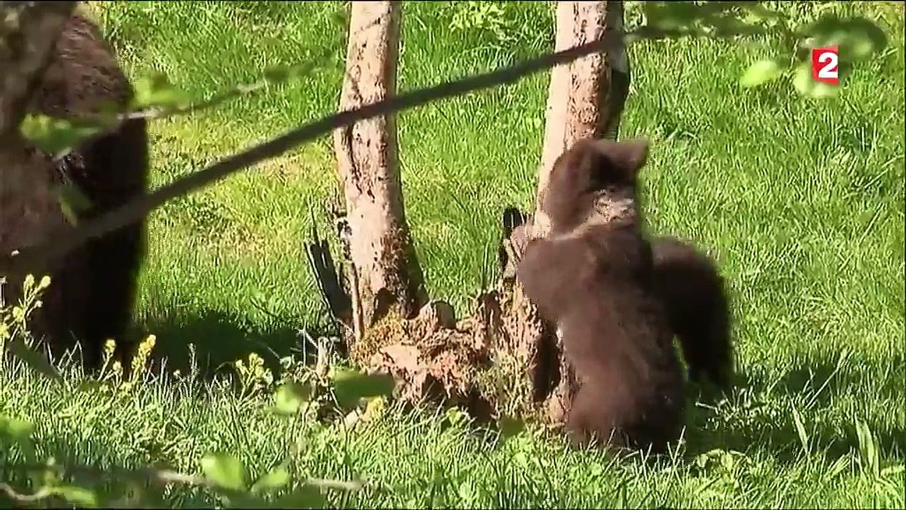 Val d'Aran : les premiers pas de trois oursons bruns