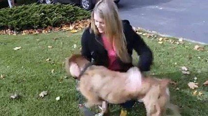 Funny Dog -White people vs. Brown people with dogs